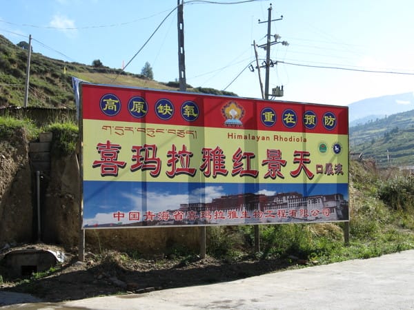 路邊也有賣紅景天