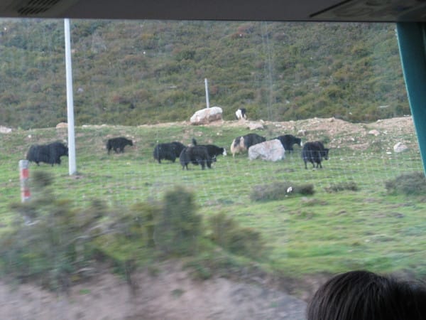 09/19 四川成都-四川九黃機場-黃龍風景區