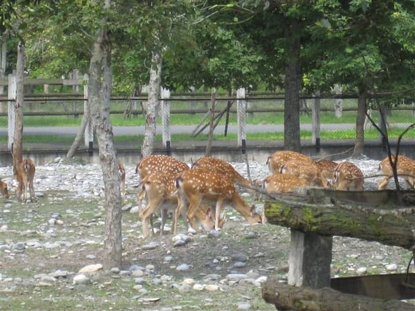 要認真的想個跟日本對應的話....就叫這裡奈良好了