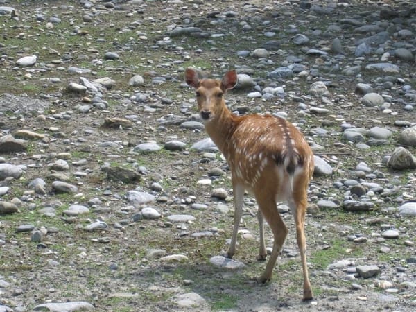 我說"咩咩" 他們就會回頭