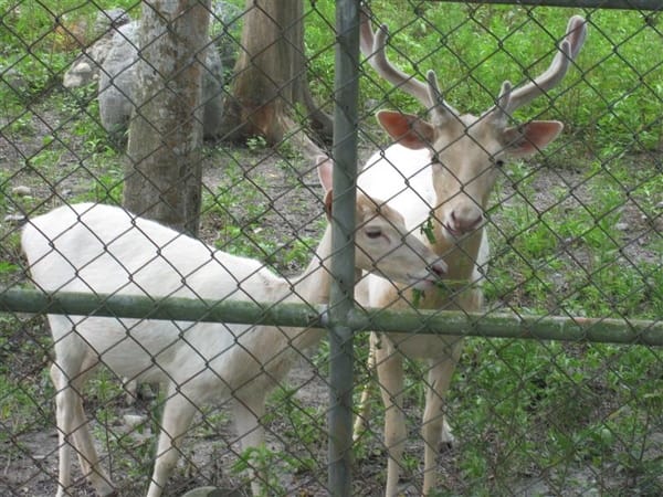 但是我餵草他們會吃