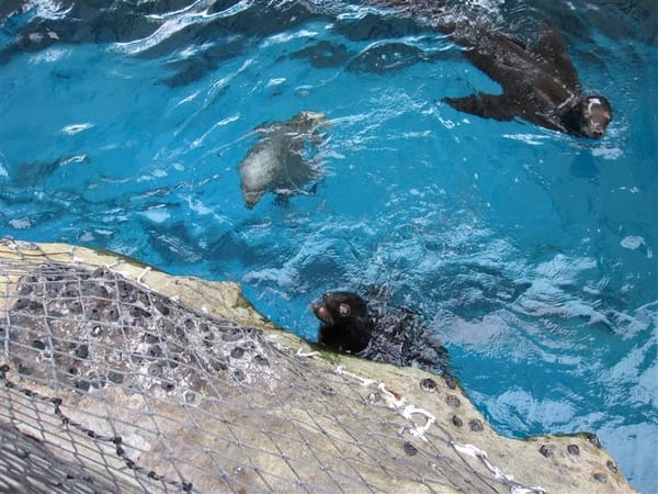 餵食的時候 海獅露出水汪汪大眼攻勢
