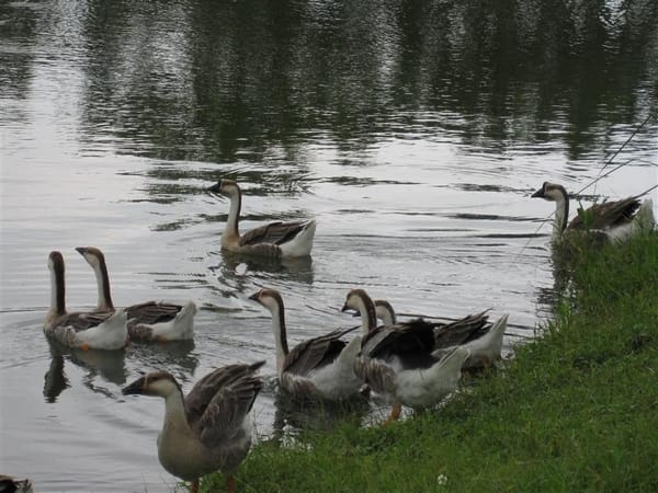 鵝看到我 通通都嚇跑了 怕被我吃掉嗎?