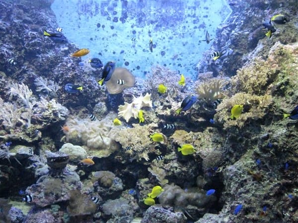 2009.06.01 海洋公園 自強夜市