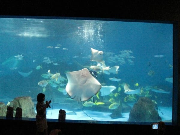 2009.06.01 海洋公園 自強夜市