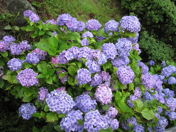 七八月的值班花:繡球花 七八月的值班花:繡球花