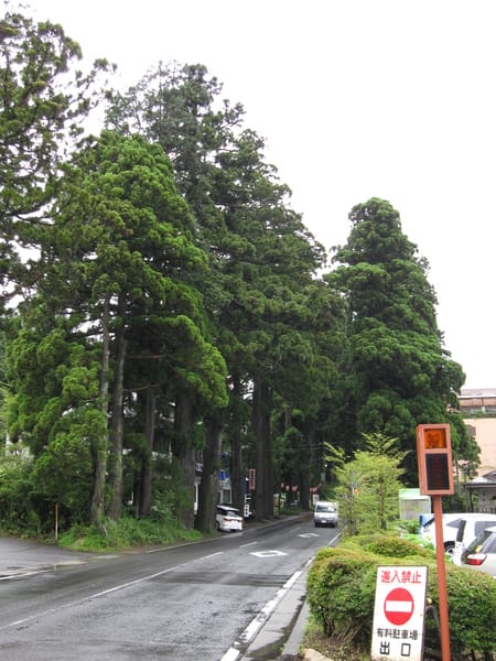 從這邊走似乎就是古杉木並道,但時間不夠就上船啦 從這邊走似乎就是古杉木並道,但時間不夠就上船啦