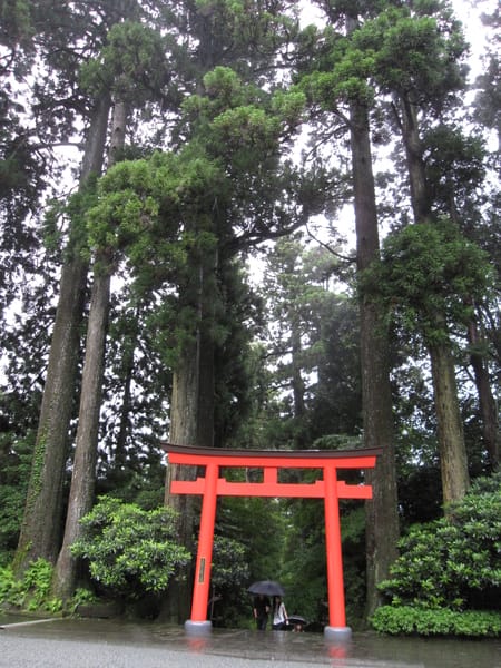 古木參天 古木參天