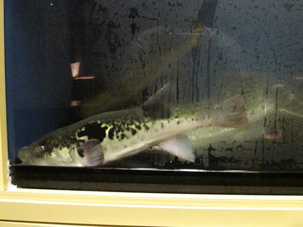 今天運氣不太好的河豚,看起來好可怕!