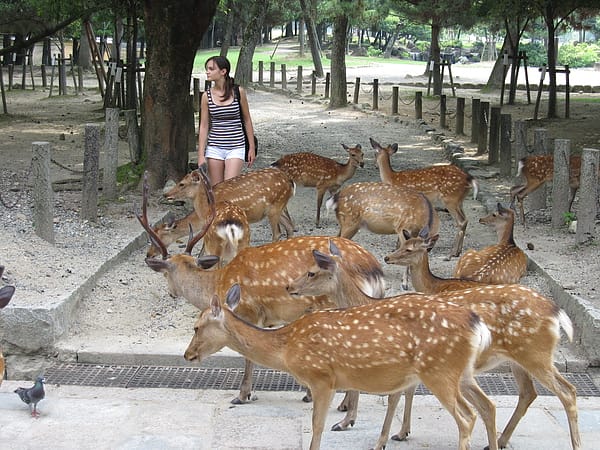 2010.07.24 關西遊 Day4-1 奈良