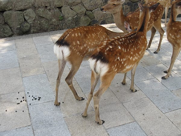 2010.07.24 關西遊 Day4-1 奈良