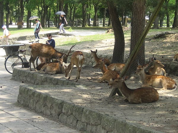 2010.07.24 關西遊 Day4-1 奈良