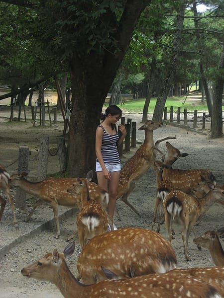 2010.07.24 關西遊 Day4-1 奈良