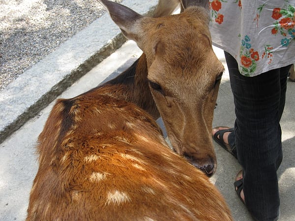 2010.07.24 關西遊 Day4-1 奈良