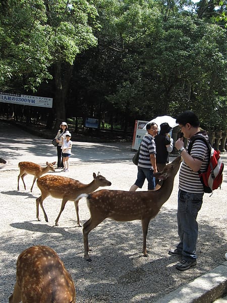 2010.07.24 關西遊 Day4-1 奈良