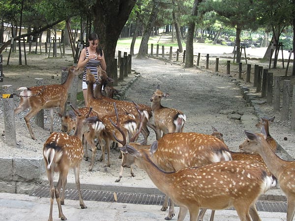 2010.07.24 關西遊 Day4-1 奈良