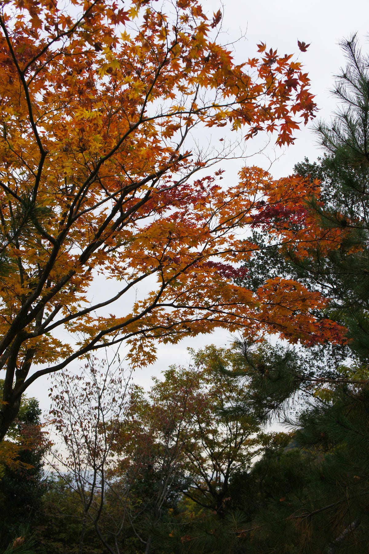 DSC06445.JPG DSC06445.JPG