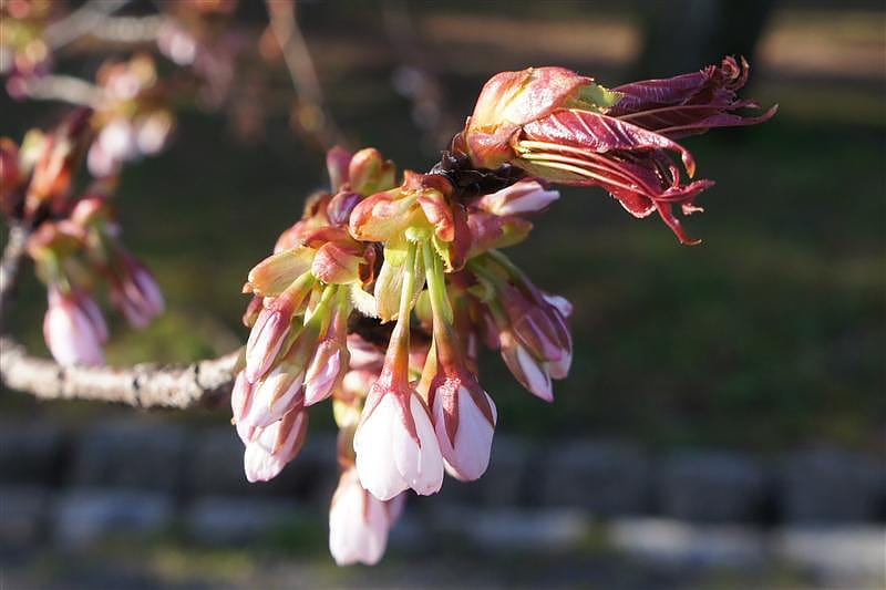 DSC00231.JPG DSC00231.JPG