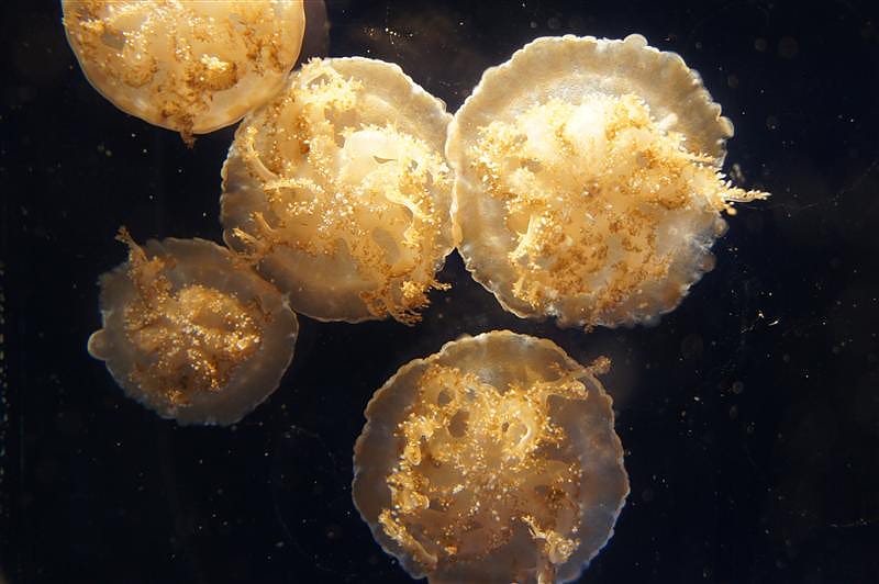 DSC00592.JPG DSC00592.JPG