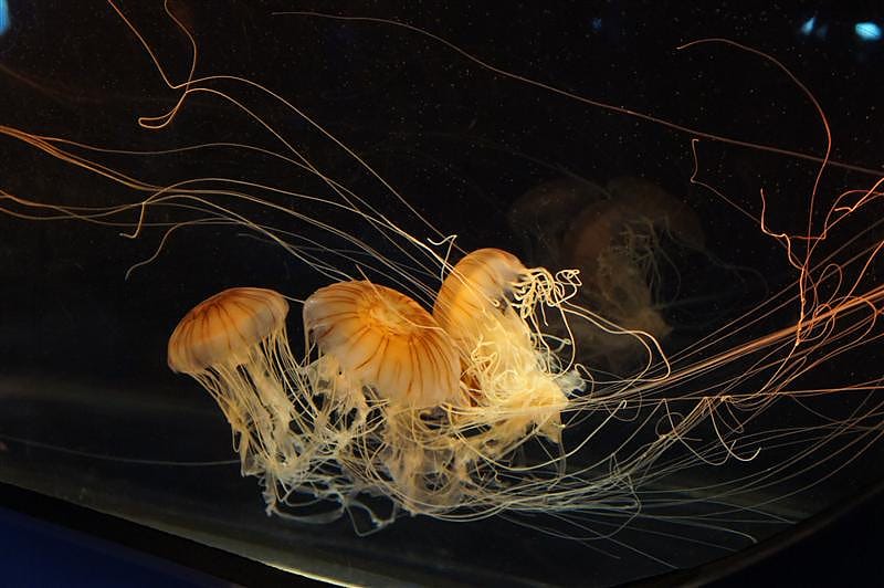 DSC00583.JPG DSC00583.JPG