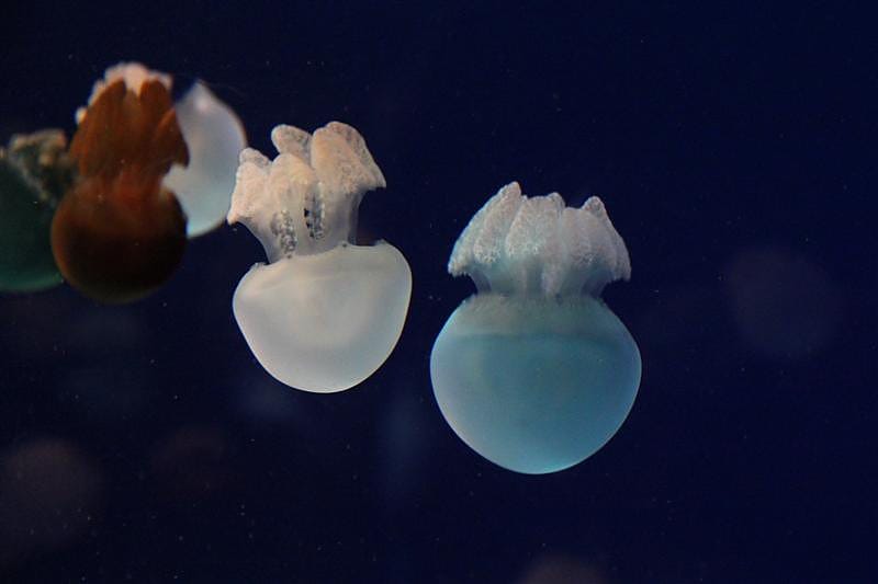 DSC00599.JPG DSC00599.JPG