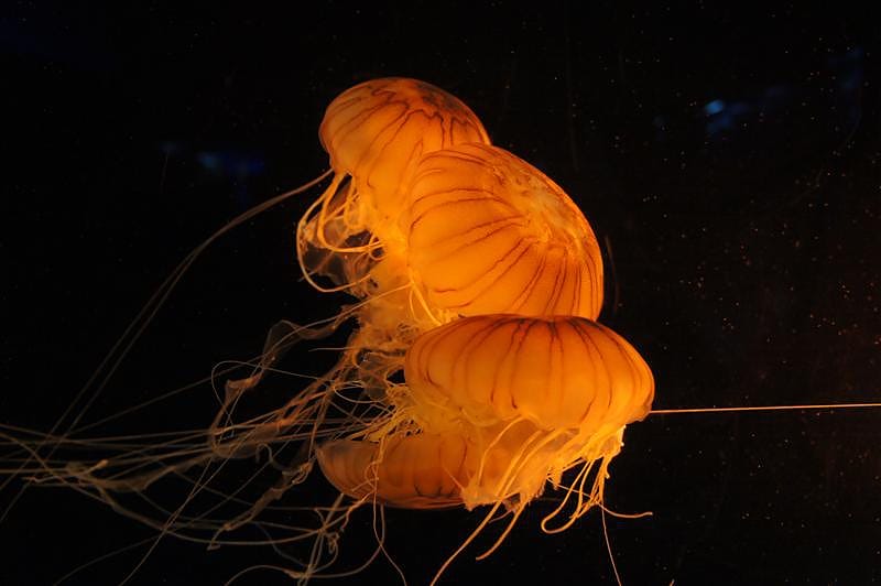 DSC00587.JPG DSC00587.JPG