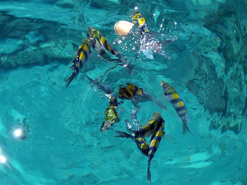 P6190353.JPG P6190353.JPG