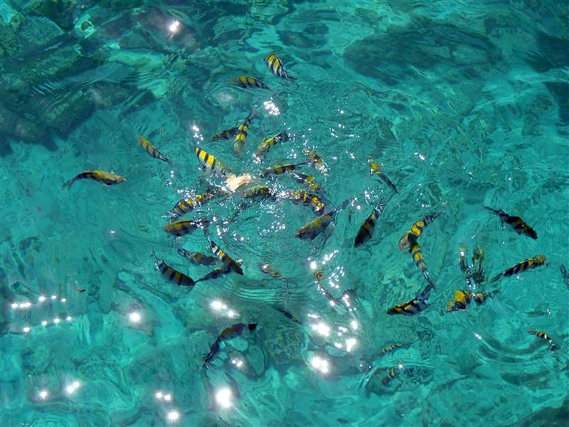 P6190350.JPG P6190350.JPG