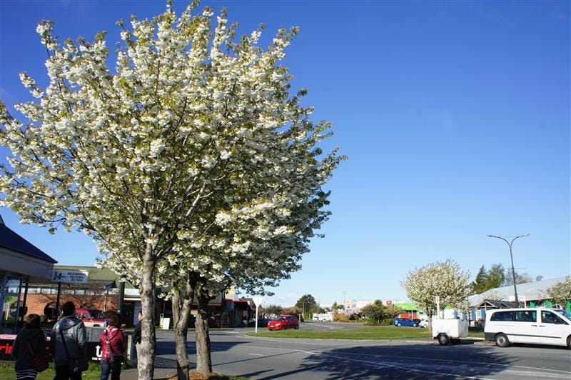 DSC09339(1).JPG DSC09339(1).JPG