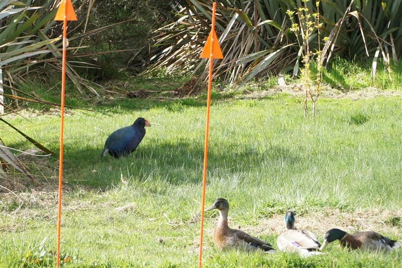 DSC09223.JPG DSC09223.JPG