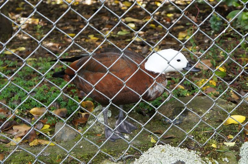 DSC09231.JPG DSC09231.JPG