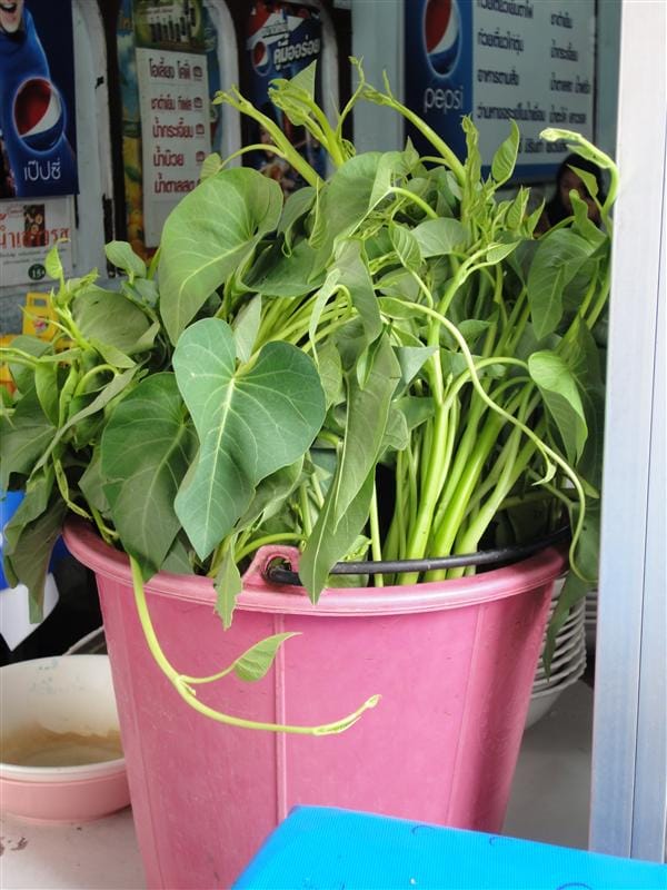 DSC01242.JPG DSC01242.JPG