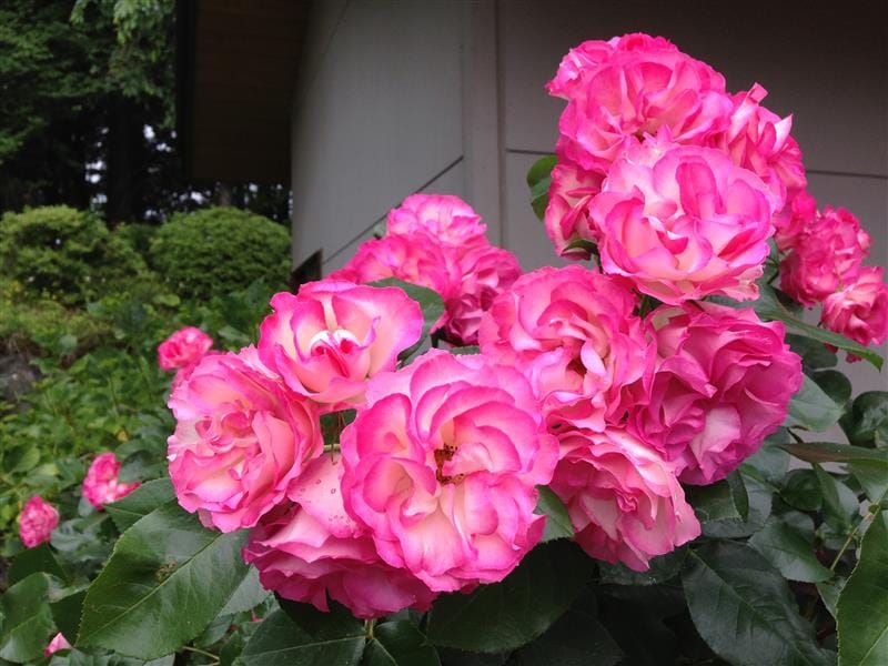 DSC02378(1).JPG DSC02378(1).JPG