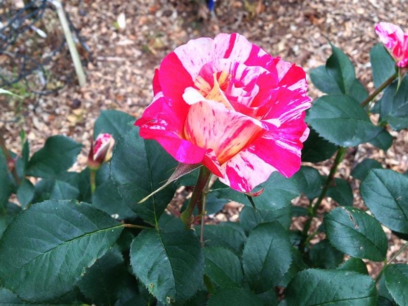 DSC02522(6).JPG DSC02522(6).JPG