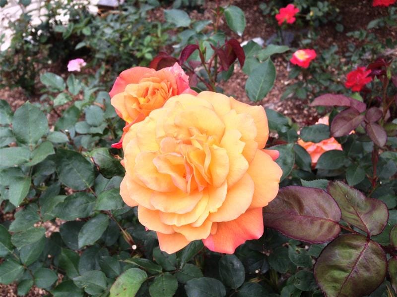 DSC02522(4).JPG DSC02522(4).JPG