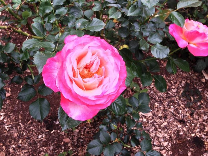 DSC02522(3).JPG DSC02522(3).JPG