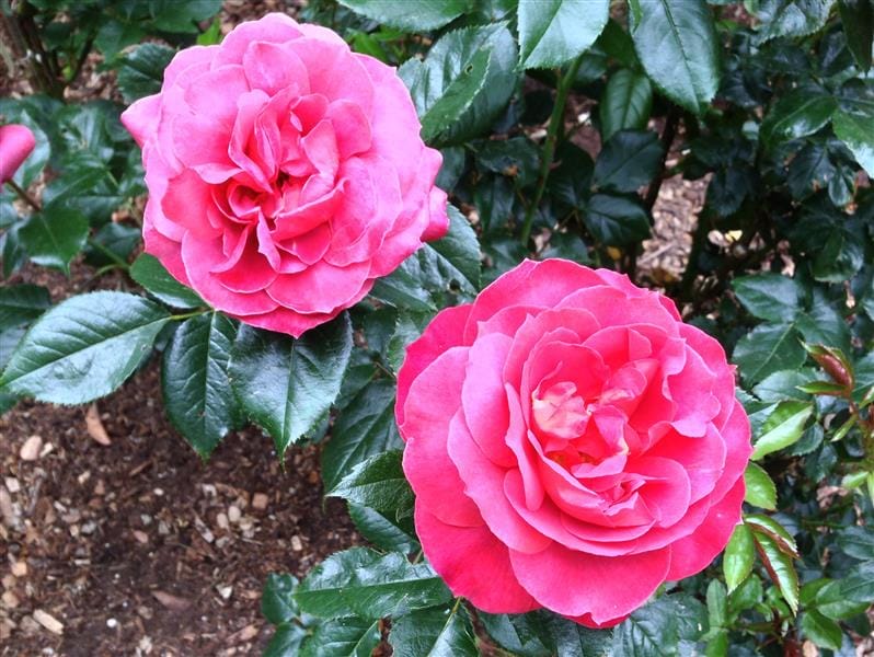 DSC02522(5).JPG DSC02522(5).JPG