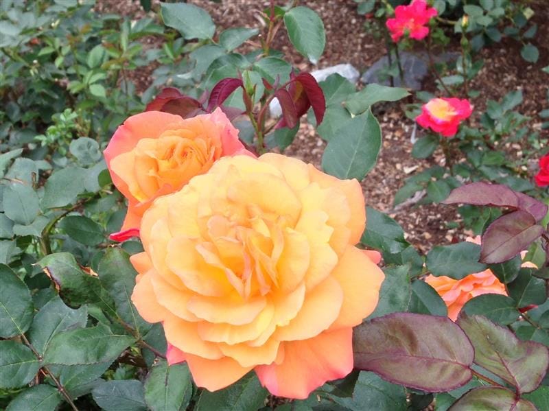 DSC02517.JPG DSC02517.JPG