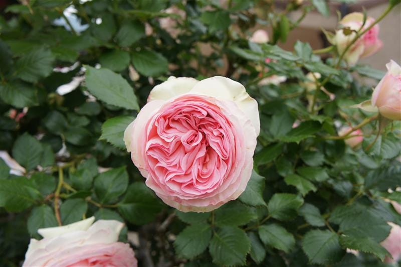 DSC02513.JPG DSC02513.JPG