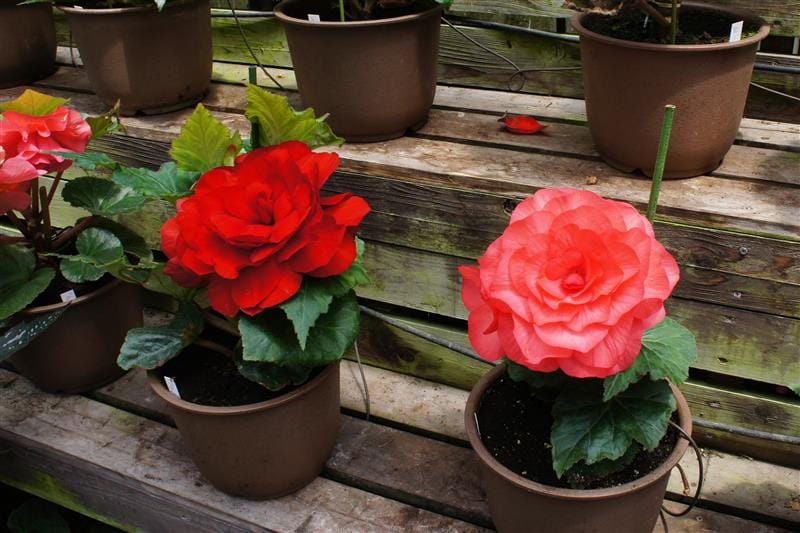 DSC02605.JPG DSC02605.JPG