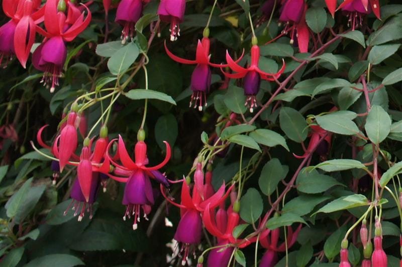 DSC02753.JPG DSC02753.JPG