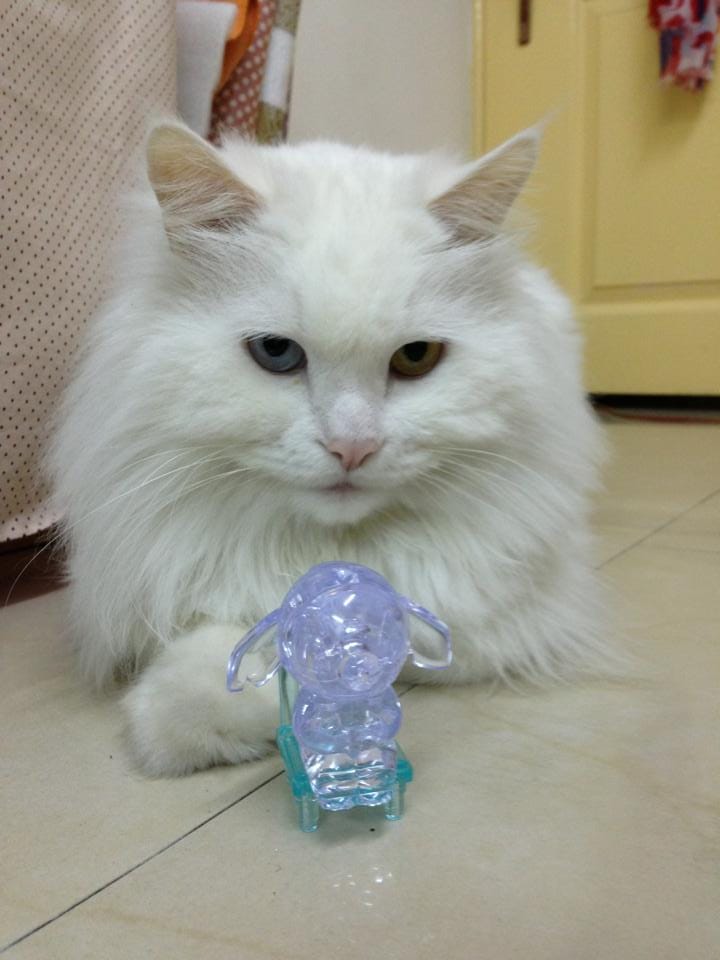 970228_10151990012684908_1201394363_n