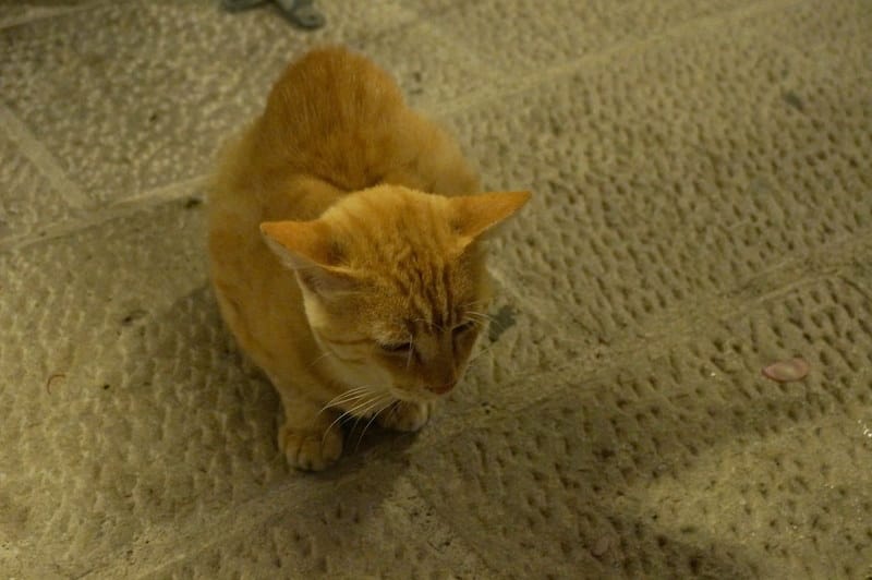 DSC06316.JPG DSC06316.JPG