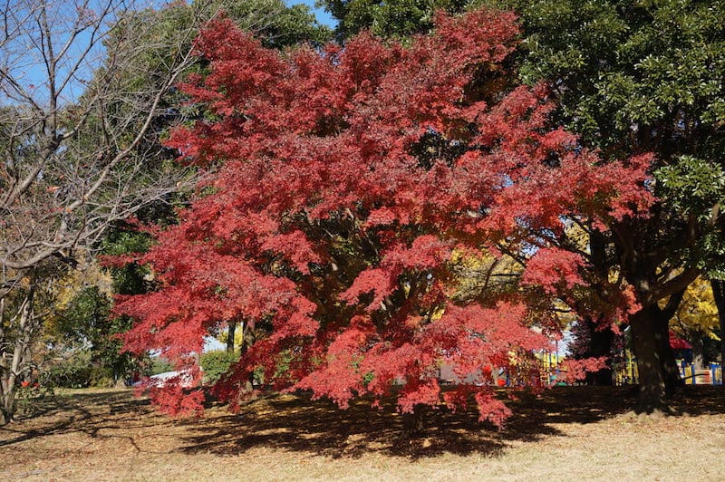 DSC07833(1).JPG DSC07833(1).JPG