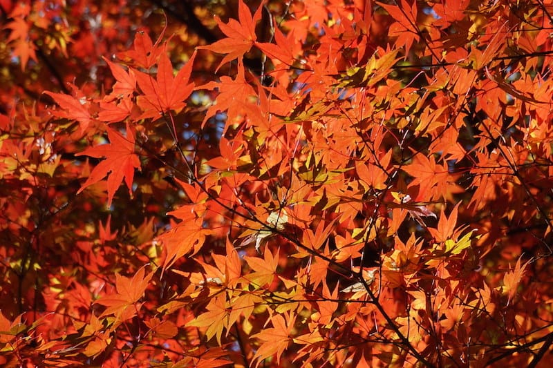 DSC07883.JPG DSC07883.JPG