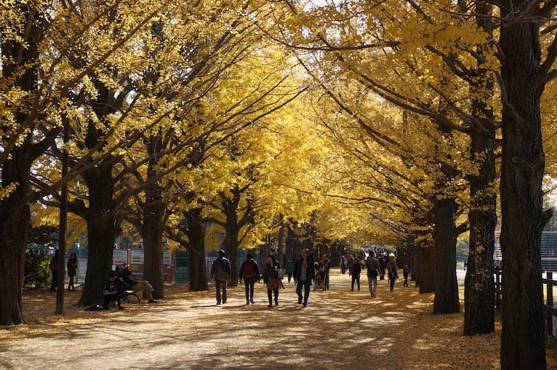 2025-11-30 東京親子賞楓旅 Day4-1 昭和紀念公園+Harbs慶生