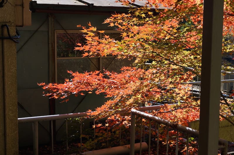 DSC08379.JPG DSC08379.JPG