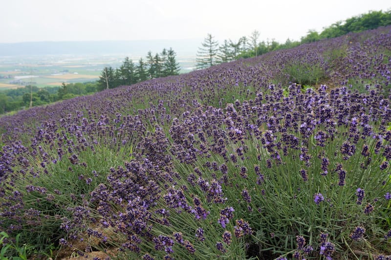 DSC04771.JPG DSC04771.JPG