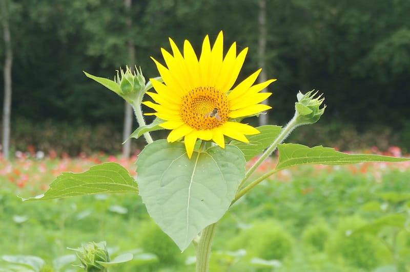 DSC04696.JPG DSC04696.JPG