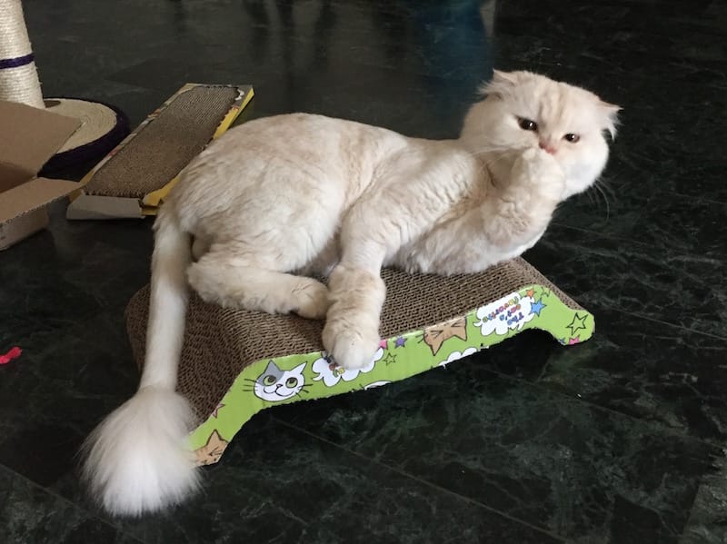 IMG_5275.jpg IMG_5275.jpg